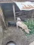 Прасета на бройка, снимка 2