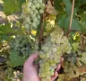 Продавам винени сортове грозде - бяло и черно , снимка 3