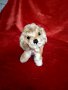 Колекционерска мека играчка Steiff Dog куче, снимка 7