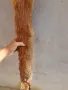 Кожа от лисица, снимка 4