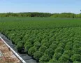 кълбовидна хризантема , многообразие от цветове  , снимка 2