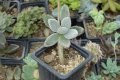 Мъхесто каланхое (Kalanchoe tomentosa)