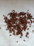 Семена кипарис вретеновиден сорт тотем, снимка 1