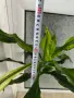 Драцена растение за любители с двуцветни листа, снимка 3