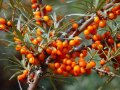Облепиха (Hippophae) - Растения и Плод, снимка 5