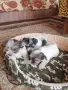 Йорки бивър женски , снимка 5