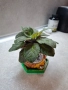 Декоративна саксийка с теменужка, снимка 4