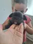 Френски булдог  ., снимка 6