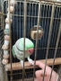 Папагал голям Александър, снимка 4