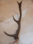 еленски рог , снимка 3