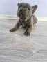 френски булдог момче , снимка 5