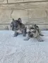 Френски Булдог Blue Lilac Merle, снимка 4