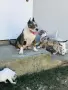 American Bully XL, снимка 11