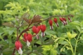 Dicentra spectabilis Valentine (Дицентра Валентин), снимка 2