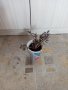 Валериана (Дилянка) разсад , снимка 1 - Градински цветя и растения - 39320381