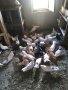 Продавам гълъби бемкалий палбелий поморийски пазарджишки млади бели гълъби за свадба, снимка 3