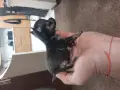 Мини чихо пинчер, снимка 2