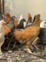 продавам ярки кръстоска за яйца и месо , снимка 2