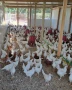 Бял легхорн, ярки, кокошки , снимка 2
