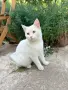 Търси се дом за бяло коте  на 4-5 месеца! , снимка 3