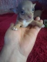 малки кутрета пинчер чихуахуа , снимка 8