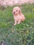 Продавам мини пуделче , снимка 4