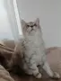 Женско коте Мейн куун, снимка 4