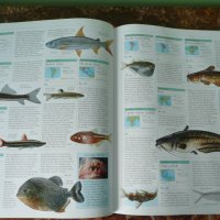 Животни. Animal: The Definitive Visual Guide, снимка 12 - Енциклопедии, справочници - 42162592