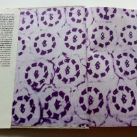 Атлас клетка и тъкани - Е.Чакъров,Ч.Начев - 1993г., снимка 2 - Енциклопедии, справочници - 39907688