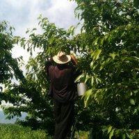 Под наем - черешова градина 4 дка между Крумово и Ягодово, снимка 3 - Земеделска земя - 44348253