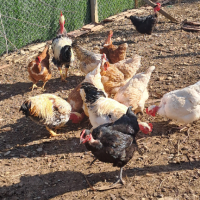 Катунски, Виандот, Голошийки, Селски кокошки , снимка 2 - Кокошки и пуйки - 44702289