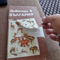 Стара карта Дивечът в България, снимка 2 - Други ценни предмети - 37557853