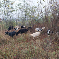 Продавам кози с ярета,  чепиш, ярета и пръч, снимка 3 - Кози - 44566049