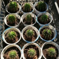 Цъфтящи кактуси , снимка 2 - Стайни растения - 33835796