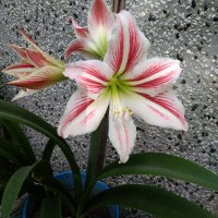 Цветя Амарилис / Хипеаструм, снимка 1 - Стайни растения - 40156605