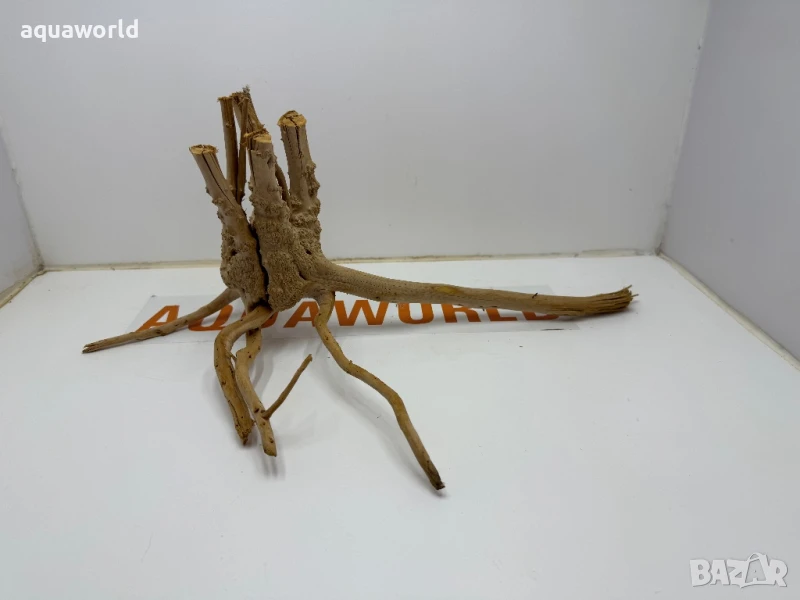 Корен Азалия 8, снимка 1