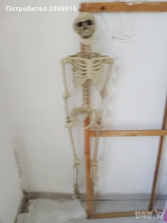 Човешки скелет 175см., снимка 1
