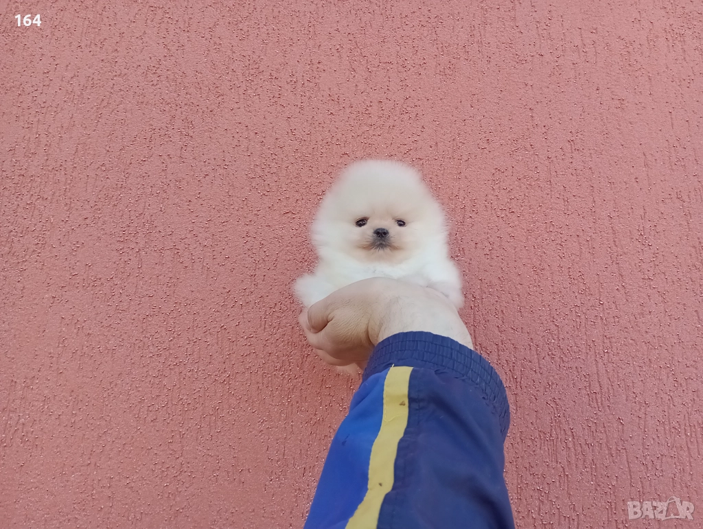 Миниатюрни мини миньони! Померани. Реални снимки! , снимка 1