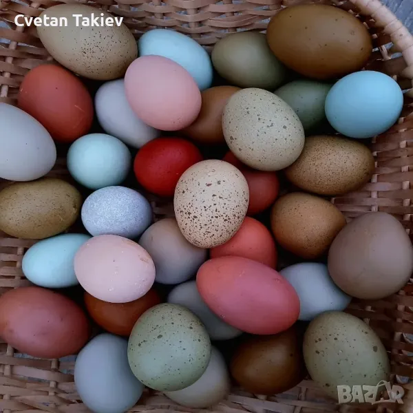 Цветни разплодни яйца, пъстри и разноцветни , снимка 1
