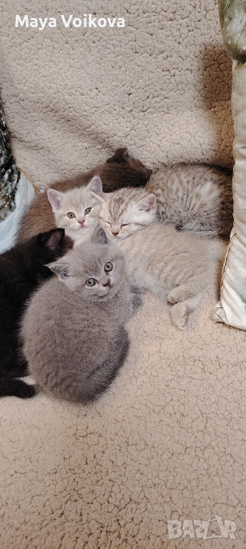 Прекрасни британчета, снимка 1