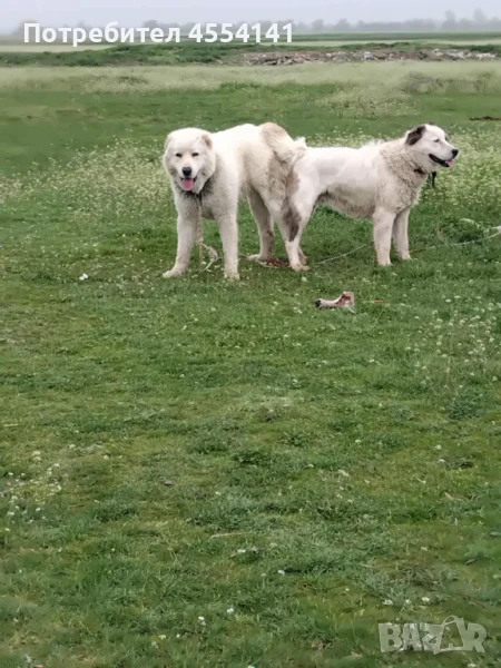 Малки кученца Алабай!!! , снимка 1