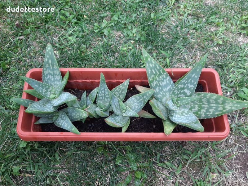 Различни видове АЛОЕ, снимка 1