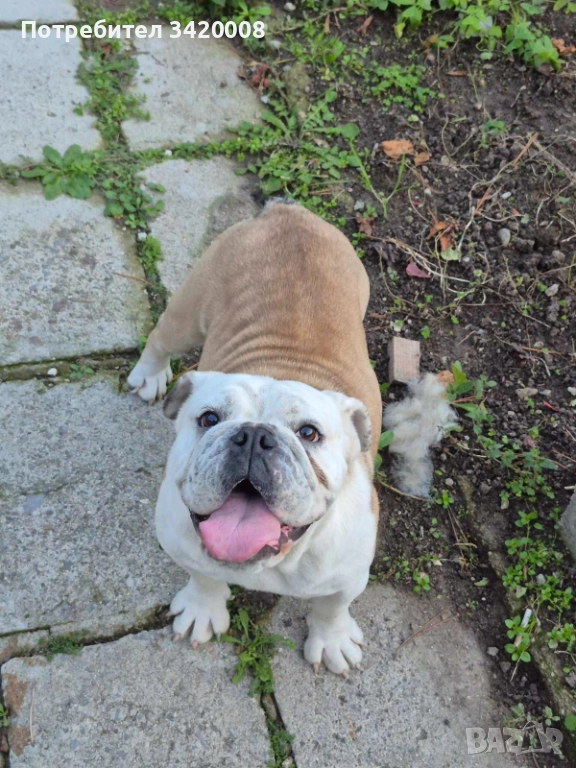 Английски булдог , снимка 1