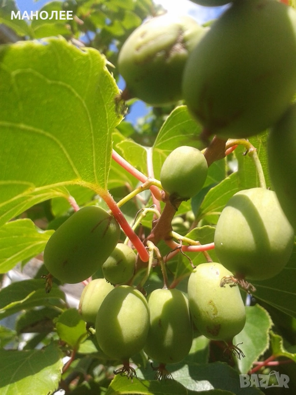 Двуполово  киви, снимка 1