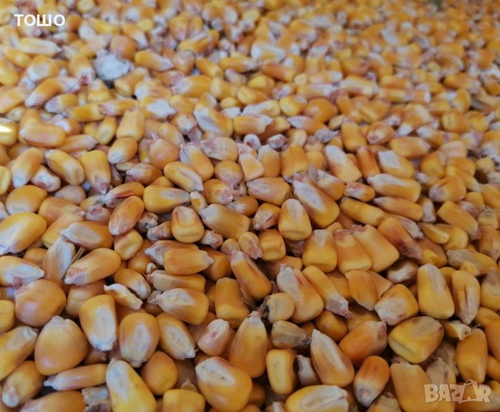 Фуражна царевица , снимка 1