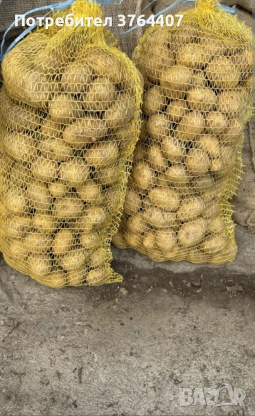 Картофи семе Сорт Сорая, снимка 1