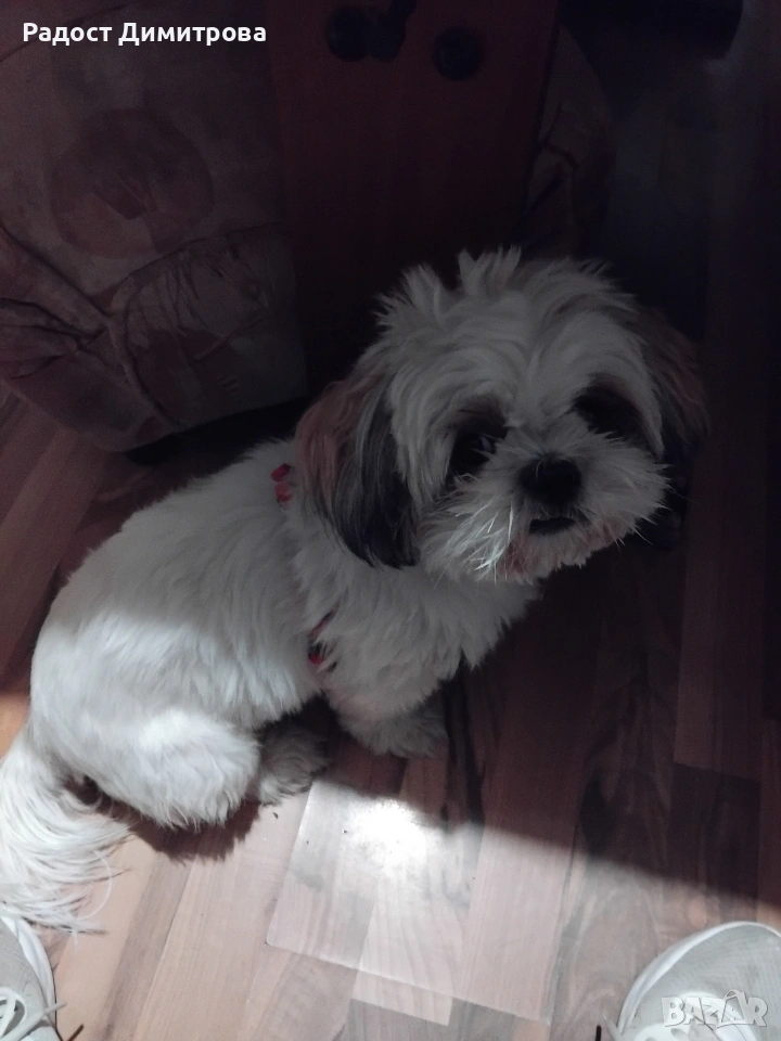 Търсим мъжко ши тцу, снимка 1