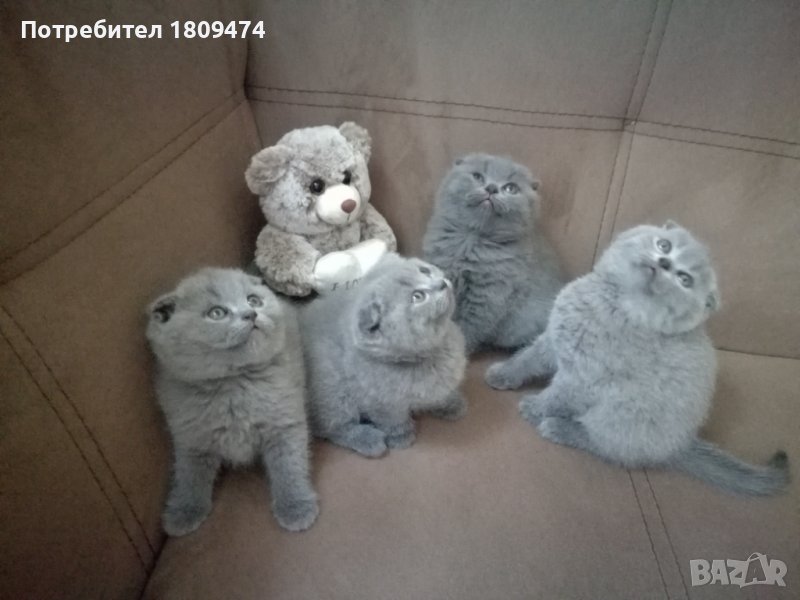 Britancheta, Shotlandski klepouhi koteta, снимка 1