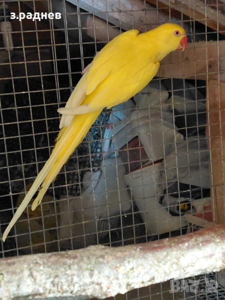 Женски малък александър на 3г, снимка 1