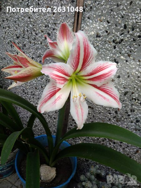 Цветя Амарилис / Хипеаструм, снимка 1